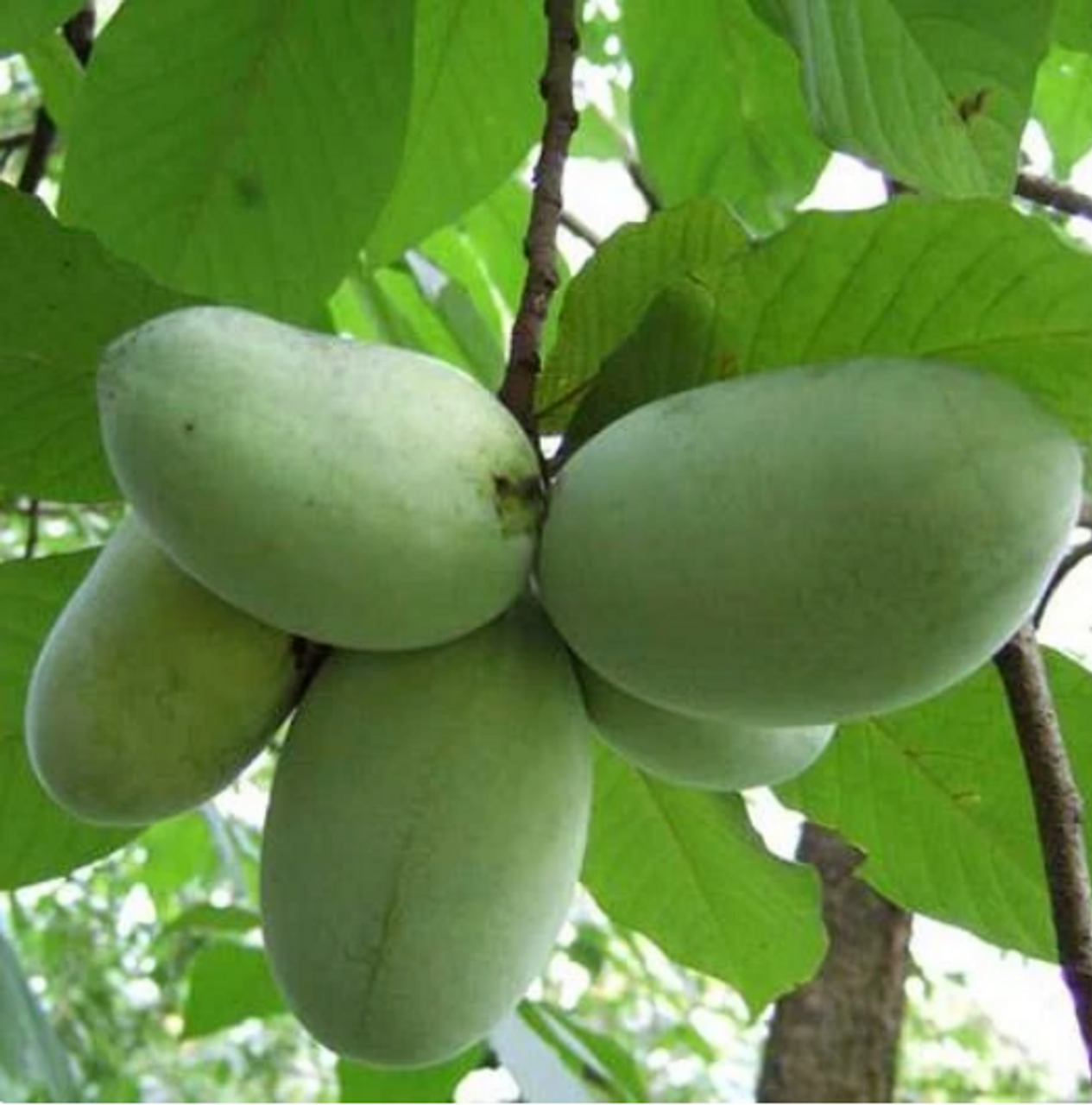 Paw Paw Tree Two Year 1 Gallon Growing Trade Pet Plant