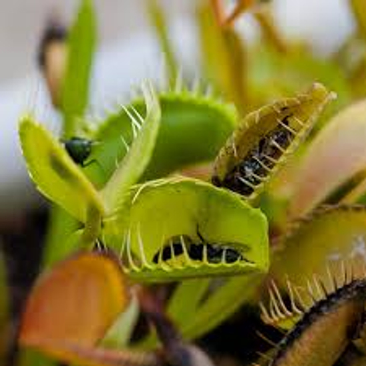 Fly trap. Венерина мухоловка. Дионея Венерина мухоловка. Венерина мухоловка фотосинтез. ЛОВУШКА Венериной мухоловки.