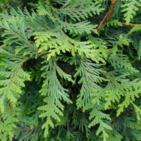 Green Giant Arborvitae Thuja 6 Two Year Growing Trade Pet Plant