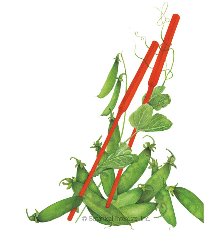 Botanical Interests Oregon Sugar Pod II Snow Pea Seeds - Thumbnail 3