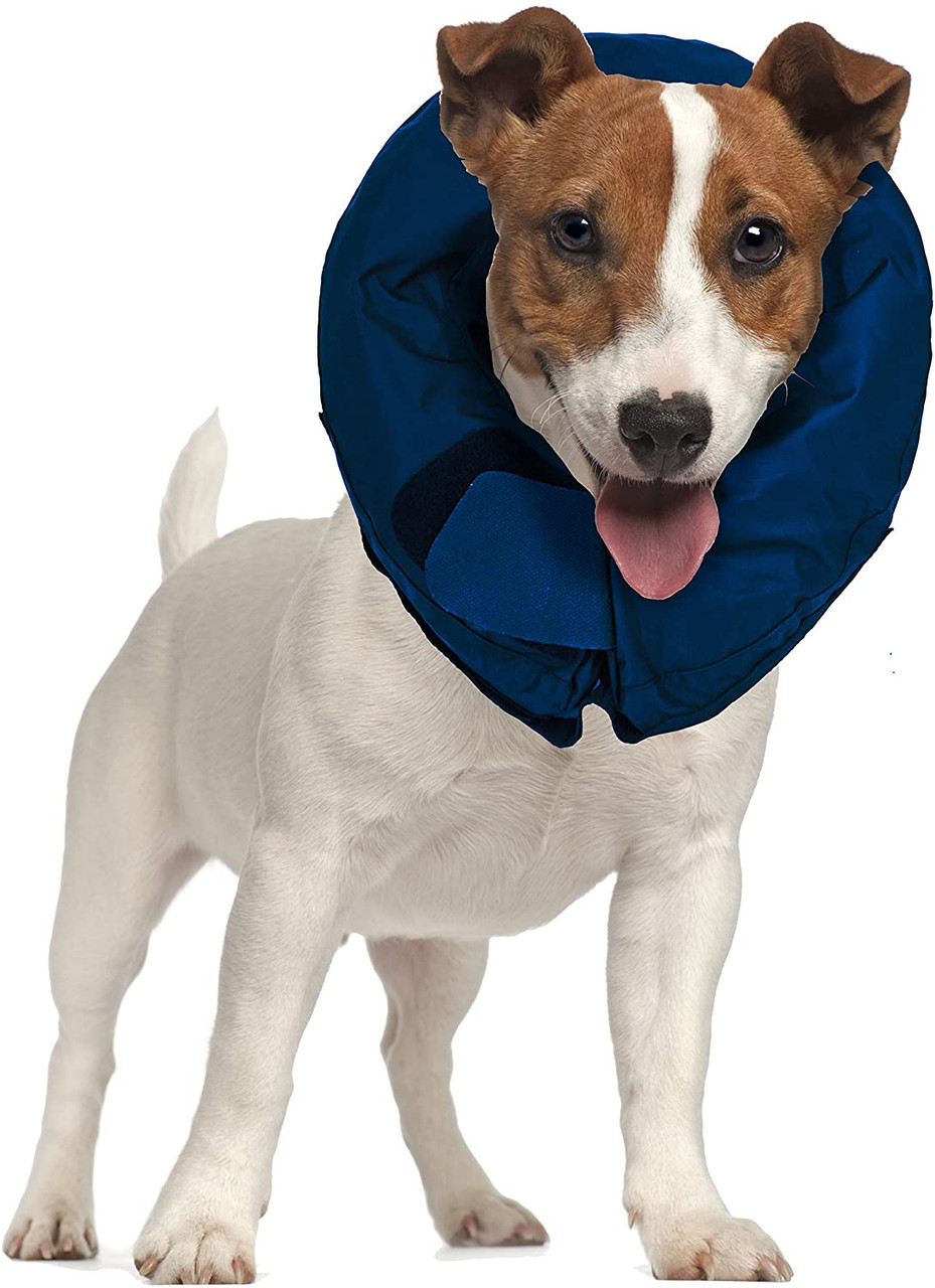 protective collar dog