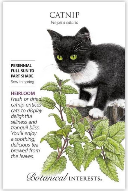 Catnip is a multi-purpose plant. The tea is very pleasant with a lemon-mint flavor and fragrance. Along with fresh catnip planted in containers indoors year-round, catnip toys filled with dried leaves will provide your feline friends with hours of fun. Catnip is a multi-purpose plant. The tea is very pleasant with a lemon-mint flavor and fragrance. Along with fresh catnip planted in containers indoors year-round, catnip toys filled with dried leaves will provide your feline friends with hours of fun.