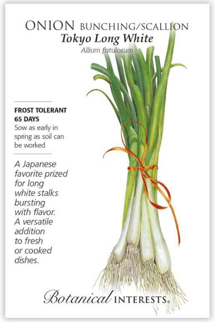 These Japanese scallions are long, slender, and mild. Slice these sweet onions and juicy, bluish-green tops into salads, soups, stews, and stir-fry dishes. Ideal for summer and fall harvests, heat-tolerant plants can be blanched in the garden or a container for 16"–18" long, white, leek-like stalks. Disease resistant to pink root and smut.