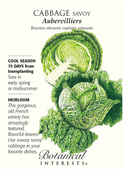 You may find regular cabbage boring after trying Aubervilliers! Its crinkled leaves are never bitter, and it is delightful sliced into ribbons and eaten fresh, or cut into wedges and steamed or braised. This heirloom variety was grown at least as far back as the early 1900s on the Plain of Aubervilliers, France where mountains of cabbage were harvested for the Central Market of Paris. A bolt resistant and frost tolerant crop for fall or early winter harvest.