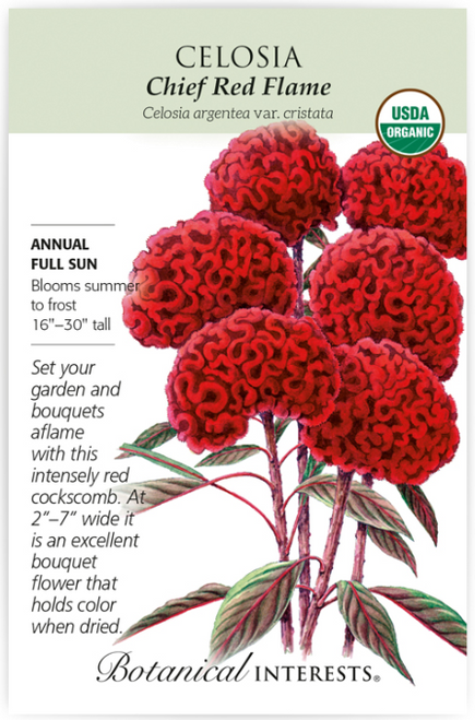 Celosias have been loved and grown by American gardeners since the 1700s, and 'Red Flame' doesn't disappoint. Its compact, uniform, "cockscomb" flower heads are made up of hundreds of tiny flowers arranged in tight waves, and are very long lasting in the garden or a vase. Like a moth to a flame, 'Red Flame' calls in pollinators to its prolific blooms from summer until frost, and songbirds will follow, enjoying the seeds in fall and winter. Celosias have been loved and grown by American gardeners since the 1700s, and 'Red Flame' doesn't disappoint. Its compact, uniform, "cockscomb" flower heads are made up of hundreds of tiny flowers arranged in tight waves, and are very long lasting in the garden or a vase. Like a moth to a flame, 'Red Flame' calls in pollinators to its prolific blooms from summer until frost, and songbirds will follow, enjoying the seeds in fall and winter.
