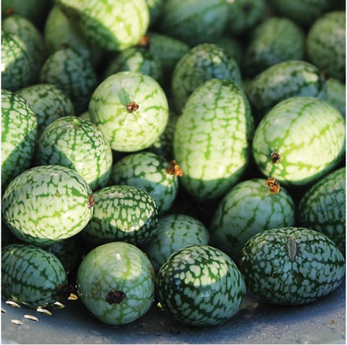 Seed Savers Cucumber Mexican Sour Gherkin