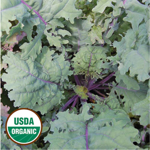 Seed Savers Kale Red Russian Organic