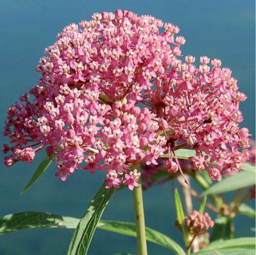 Seed Savers Prairie Red Milkweed