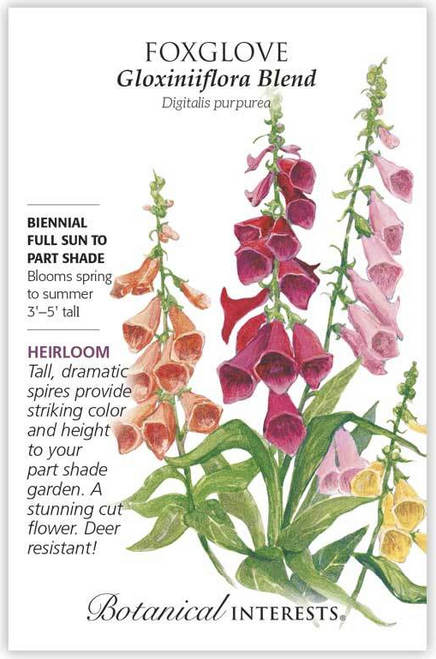Excellent as a cut flower, this very sturdy variety has flowers larger and wider than most foxglove varieties. As a biennial, it produces foliage the first year and flowers the second year' but it also self-sows readily, making it great for "naturalized" areas. Performs best in part shade.
