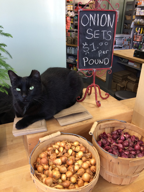 Onion sets, by the pound, ready to plant! Please specify Yellow, Red, or mixed. One pund minimum order. Cat NFS.