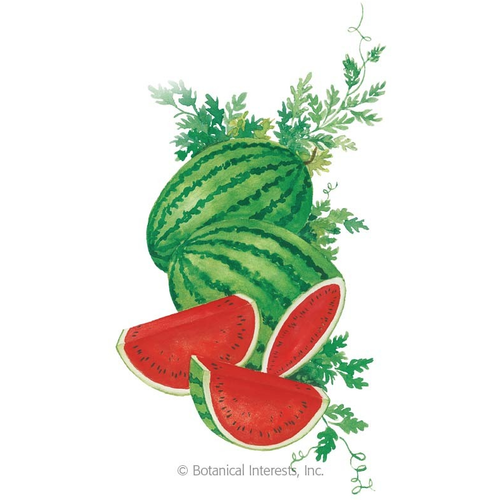 Botanical Interests Watermelon Crimson Sweet Organic