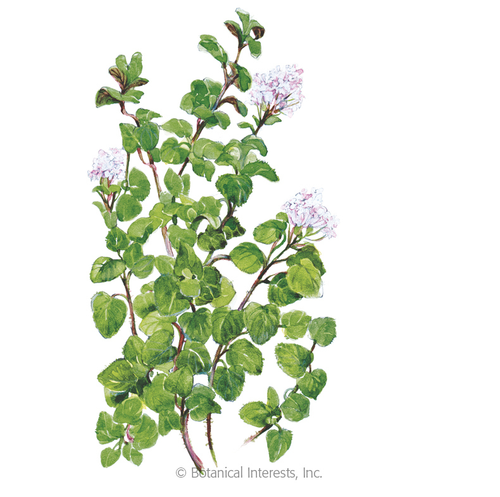 Botanical Interests Oregano True Greek
