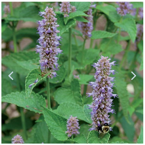 Seed Savers Prairie Lavender Hyssop