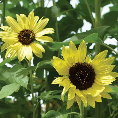 Seed Savers Sunflower Lemon Queen