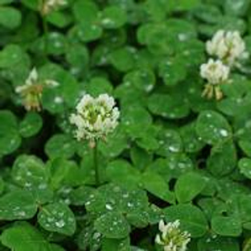 White Dutch Clover 1#