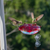 Droll Yankee Ruby Sipper Window Hummingbird Feeder RS-3WC