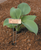 Luster Leaf 10" Copper Plant Labels 10pk