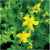 Seed Savers Herb St. Johns Wort