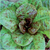 Seed Savers Lettuce Forellenschluss