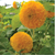 Seed Savers Sunflower Teddy Bear