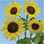 Seed Savers Giant Primrose Sunflower