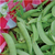 Seed Savers Amish Snap Pea