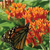 Seed Savers Prairie Butterflyweed