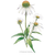 Botanical Interests Echinacea White Swan