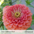 Botanical Interests Zinnia California Giants