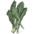 Botanical Interests Kale Italian Nero Toscana Organic