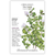 Botanical Interests Oregano True Greek