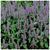 Seed Savers Prairie, Lavender Hyssop