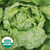 Seed Savers Lettuce - Tennis Ball (organic)