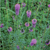 Seed Savers Prairie Purple Clover