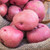 Most likely the easiest and most adaptable red potato there is to grow, not to mention the consistent flavor! Attractive deep red skin and eyes, white flesh.