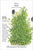 Tetra Dill Seeds Tetra Dill Seeds