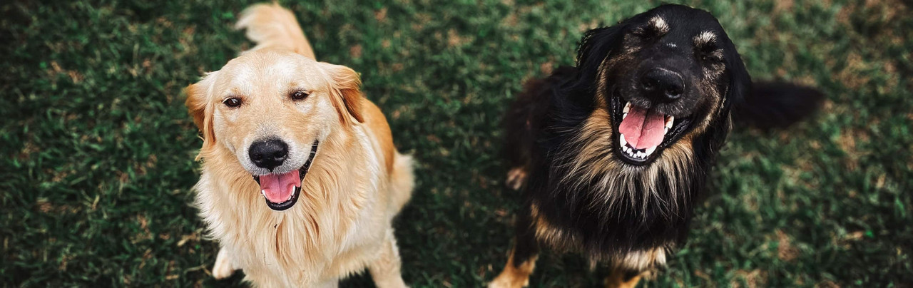 Happy Pooches