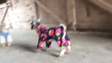 Tiny Goats