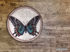 November Butterfly of the Month - Dainty Swallowtail - Bundle - Embroidery Designs & Patterns
