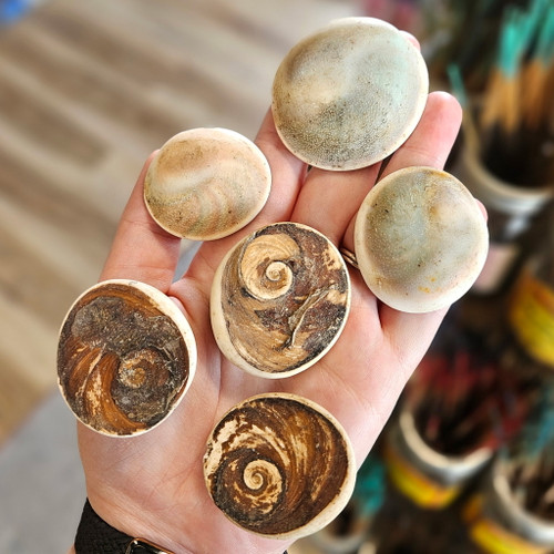 Shiva Shell Raw