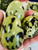 Leopard Stone Free Form 