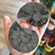 Ammonite Fossil Black 