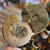 Ammonite Fossil