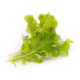 Veritable 239-VLIN-L5-Lai019 Greens Lingot Refill - Oakleaf Lettuce Product Image