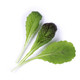 Veritable 239-VLIN-J10-Mou01D Greens Lingot Refill - Red Giant Mustard Product Image