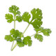 Veritable 239-VLIN-A10-Cor003 Essential Aromatic Herbs Lingot Refill - Cilantro Product Image