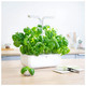 Veritable Sweet Basil fully grown plant lifestyle image