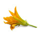 Veritable 239-VLIN-F5-Cou015 Edible Flowers Lingot Refill - Zucchini Flowers Product Image