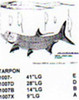 Tarpon Mouth Open 9" Long Saltwater Fish