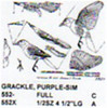 Purple Grackle Perching/Flying/Landing